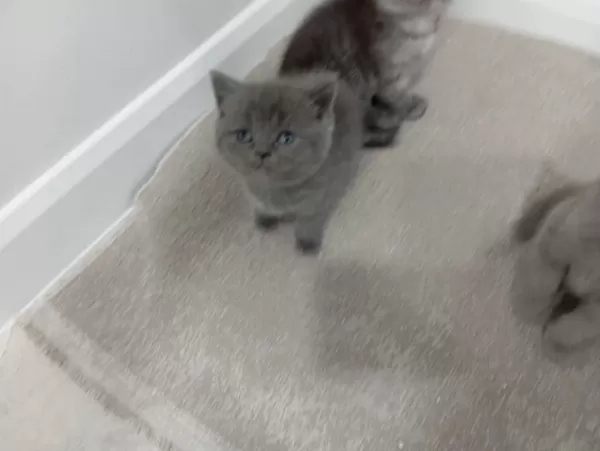 Üst Kalite British Shorthair Yavrum