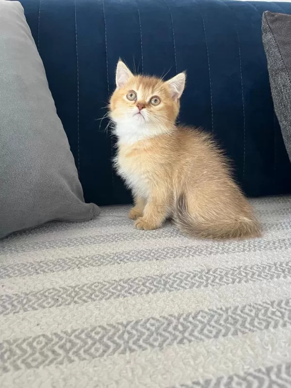 Efsane Kalitede Golden Ve Beyaz Kodlu Cins Kedilerim