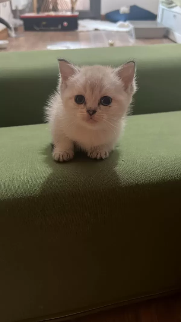 Efsane Kalitede Golden Ve Beyaz Kodlu Cins Kedilerim
