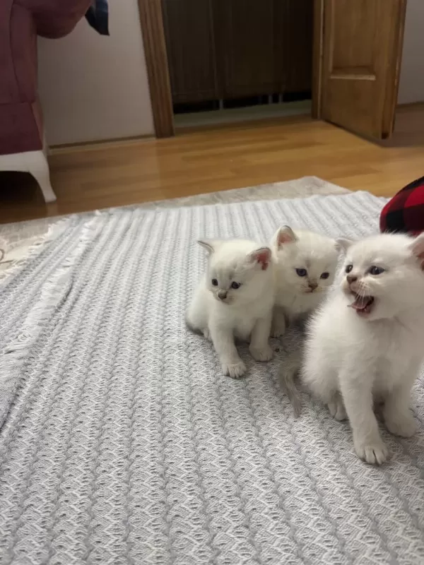 Efsane Kalitede Golden Ve Beyaz Kodlu Cins Kedilerim