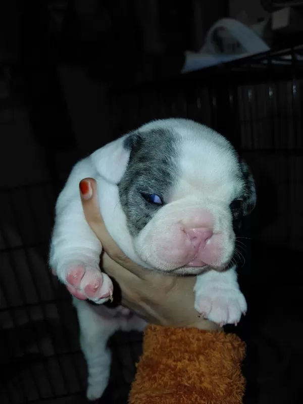 Merle Pied Erkek French Bulldog