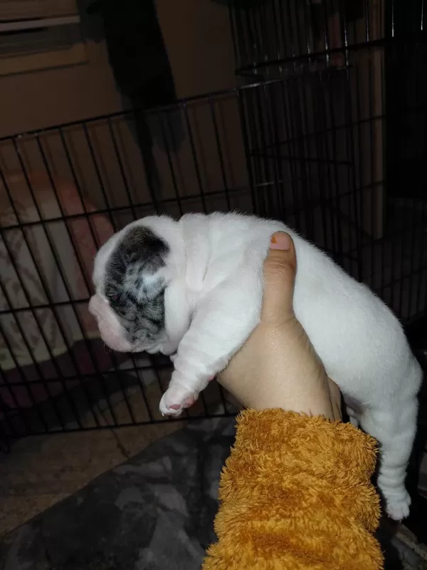 Merle Pied Erkek French Bulldog