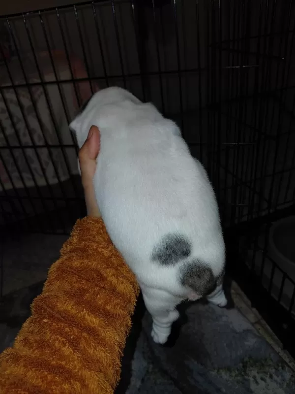 Merle Pied Erkek French Bulldog
