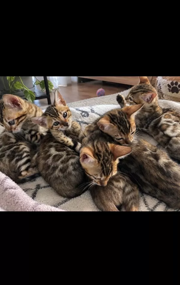 Harika Saf Kan Bengal