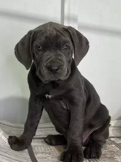 Dev Adaylari A Kali̇te Cane Corso Yavrularimiz