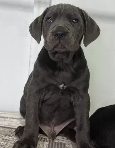 Dev Adaylari A Kali̇te Cane Corso Yavrularimiz
