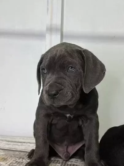 Dev Adaylari A Kali̇te Cane Corso Yavrularimiz