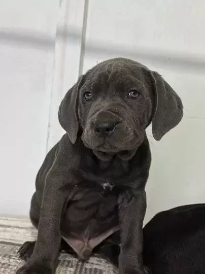 Dev Adaylari A Kali̇te Cane Corso Yavrularimiz