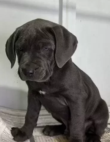 Dev Adaylari A Kali̇te Cane Corso Yavrularimiz