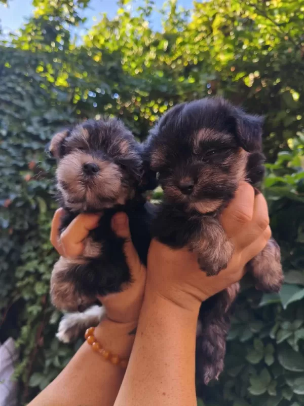 Yorkshire Terrier Yavru Köpekleri