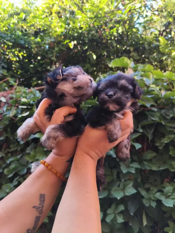 Yorkshire Terrier Yavru Köpekleri