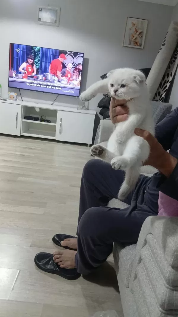 Beyaz Ve Golden Eğik Kulaklı Tatlı Scottish Fold Yavrularım