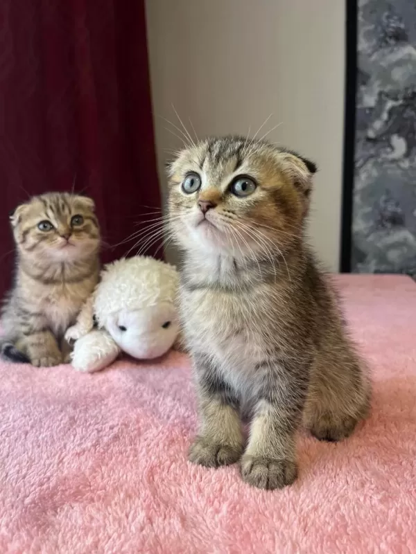 Beyaz Ve Golden Eğik Kulaklı Tatlı Scottish Fold Yavrularım