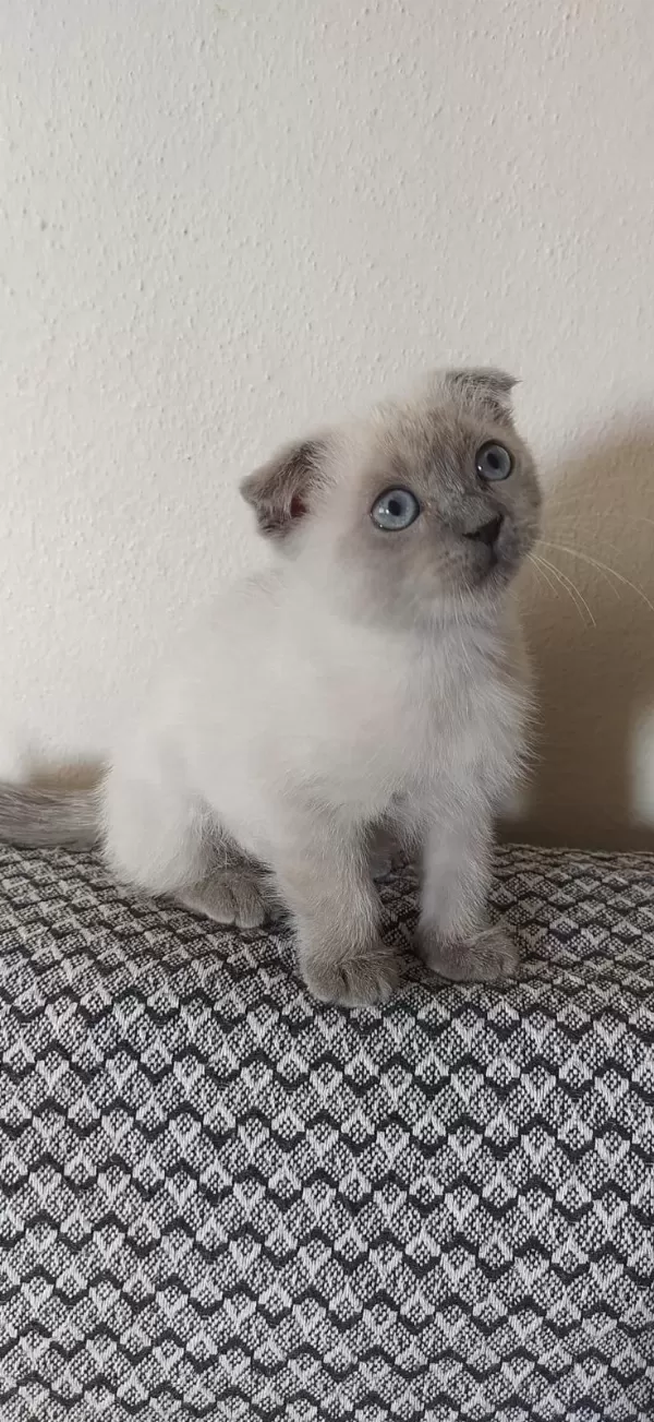Beyaz Ve Golden Eğik Kulaklı Tatlı Scottish Fold Yavrularım