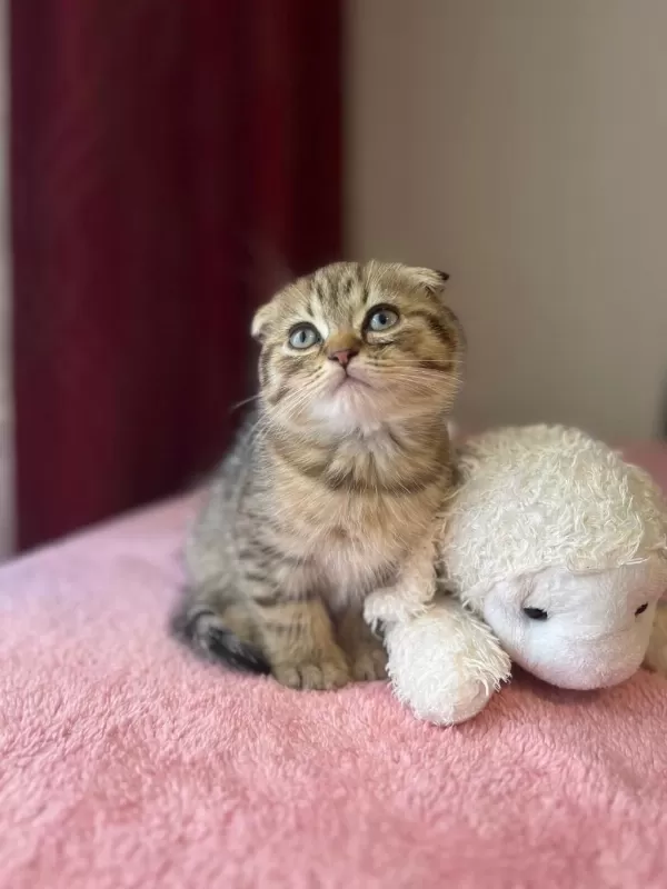Beyaz Ve Golden Eğik Kulaklı Tatlı Scottish Fold Yavrularım