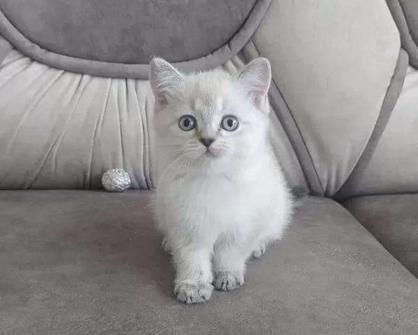 British Shorthair Silver Yavrularim