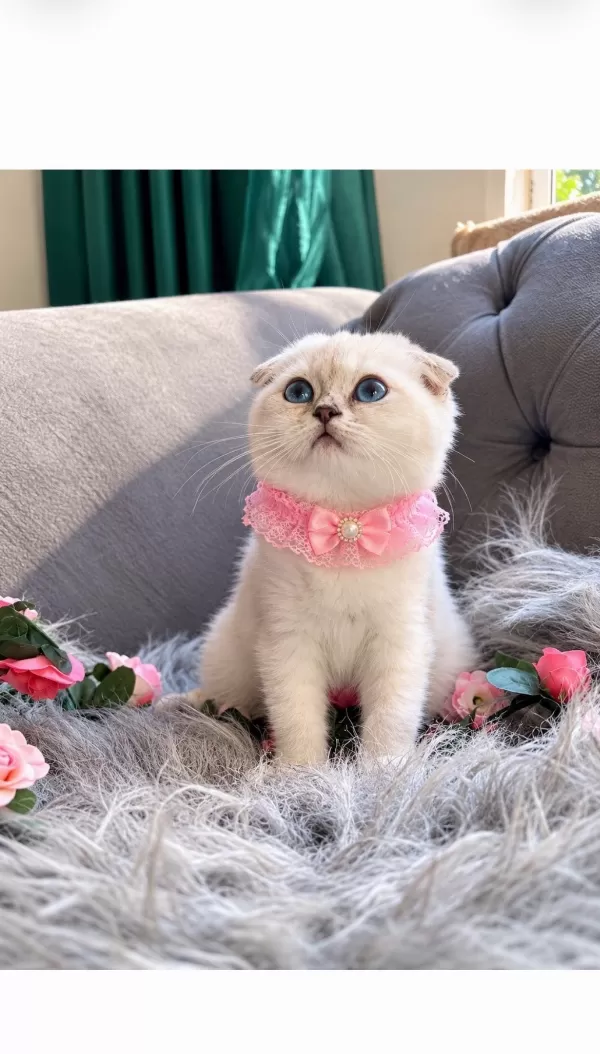 Muhteşem Kalitede Scottish Fold