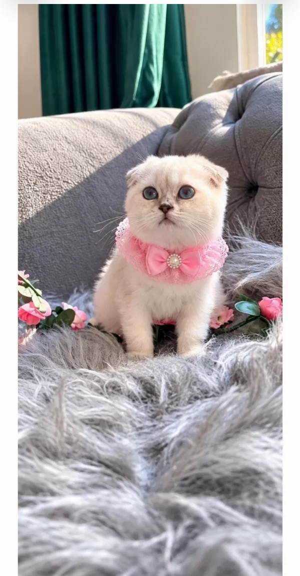 Muhteşem Kalitede Scottish Fold