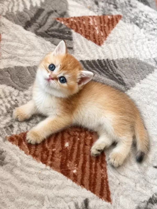 Ankaranın En Seçkin Golden Brirish Yavruları