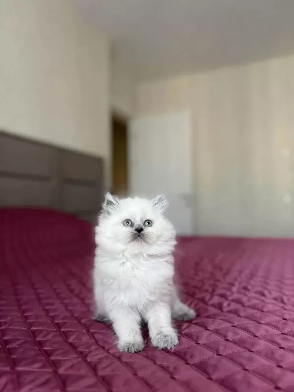 British Longhair Yavrular