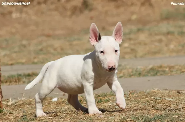 Minyatür Bull Terrier Yavruları
