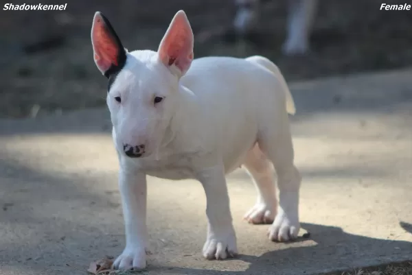 Minyatür Bull Terrier Yavruları