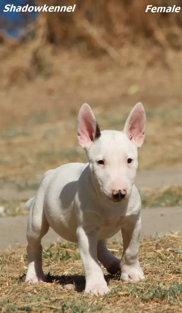 Minyatür Bull Terrier Yavruları