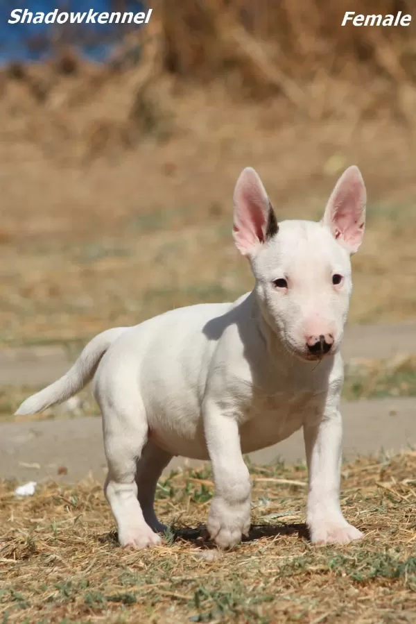 Minyatür Bull Terrier Yavruları