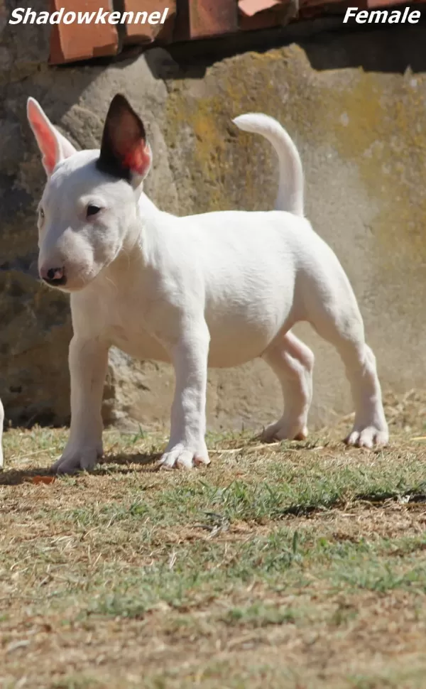 Minyatür Bull Terrier Yavruları