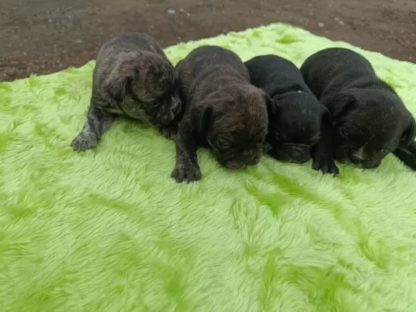 Tiger Desen French Bulldog Erkek Yavrular