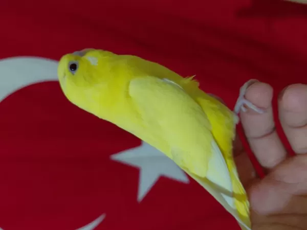 Ele Alıştırmalık Yavru Muhabbet Kuşu
