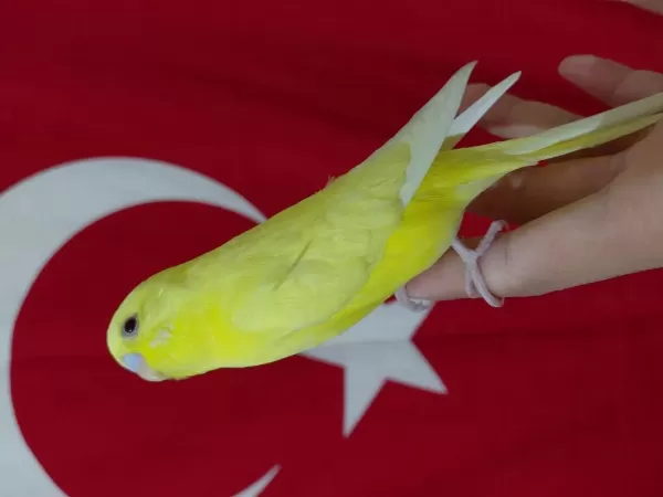 Ele Alıştırmalık Yavru Muhabbet Kuşu