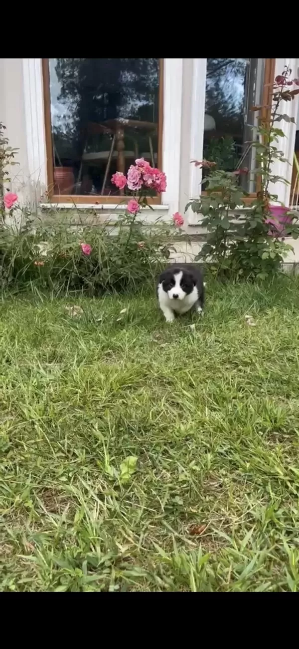 Anne Baba Şrc Li Orjinal Border Collie Yavru Sahiplendirme
