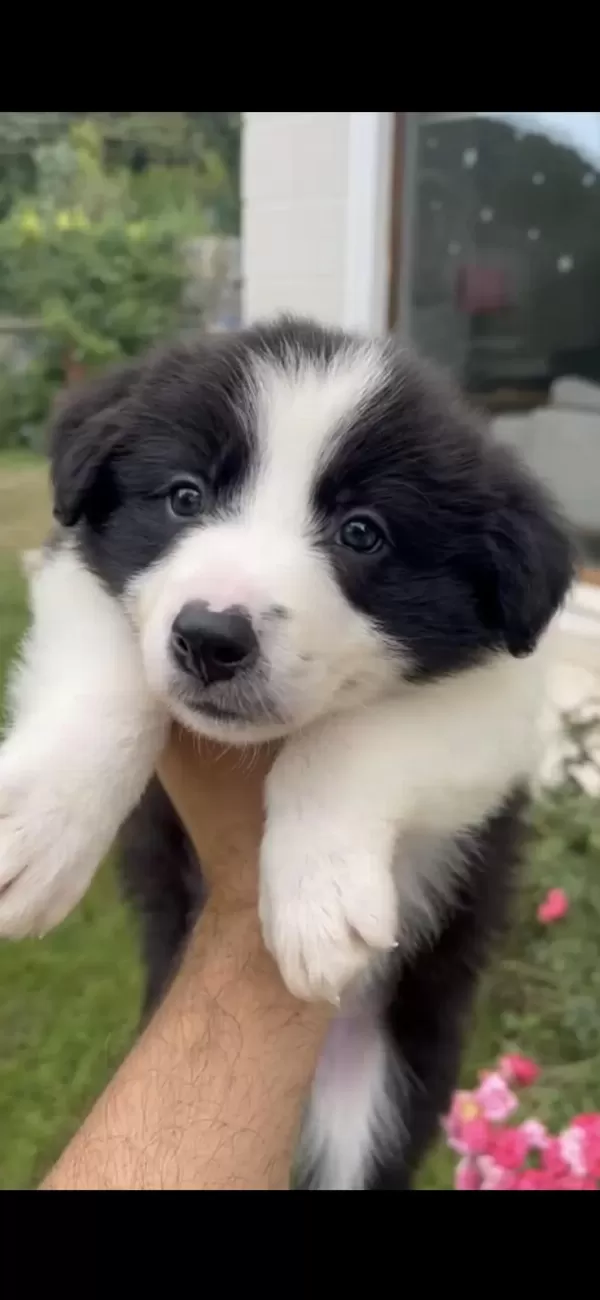 Anne Baba Şrc Li Orjinal Border Collie Yavru Sahiplendirme