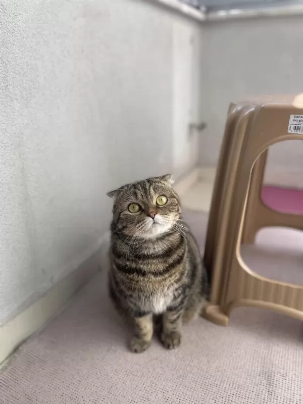 Scottish Fold Dişi Kedimiz