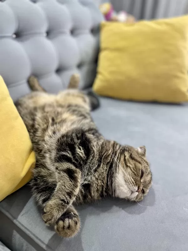 Scottish Fold Dişi Kedimiz