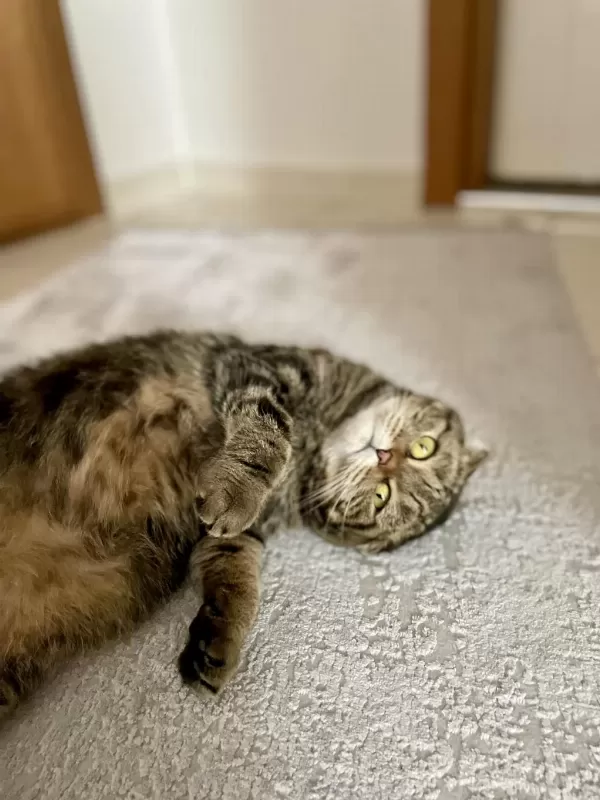 Scottish Fold Dişi Kedimiz