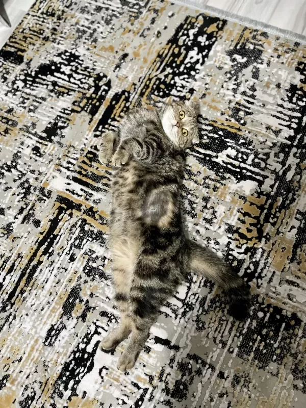 Scottish Fold Dişi Kedimiz