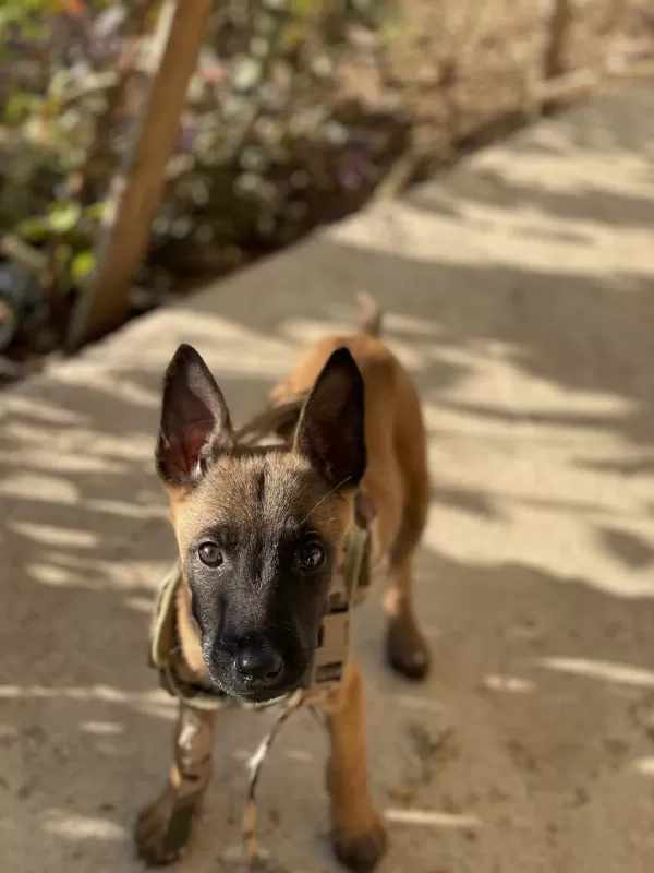 Uysal Dişi Belçika Malinois