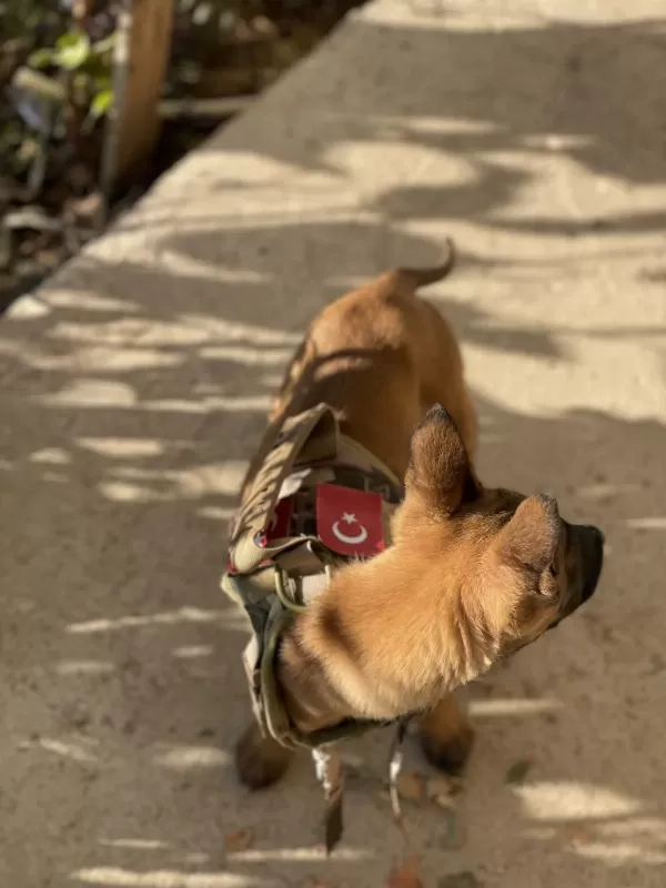 Uysal Dişi Belçika Malinois