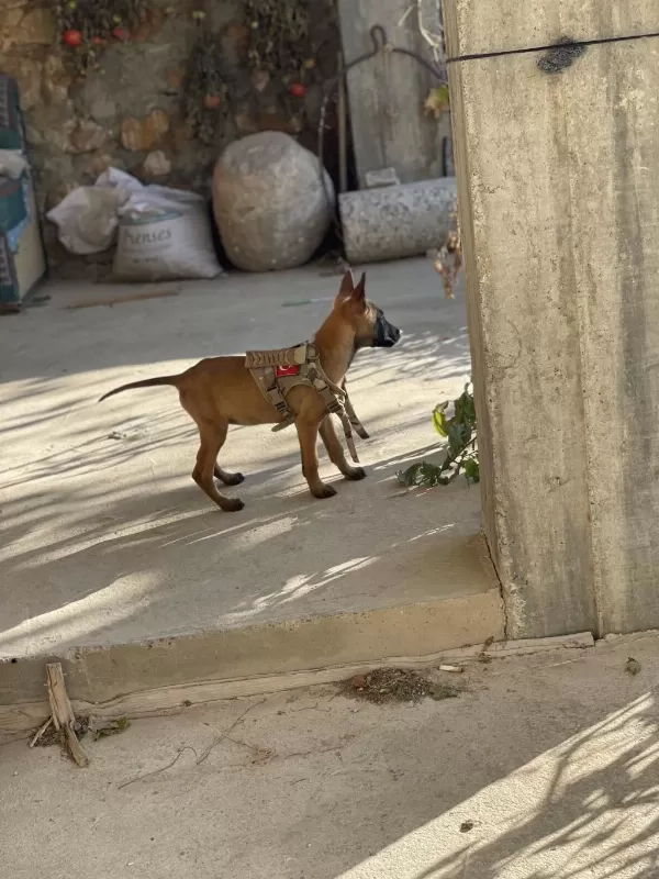 Uysal Dişi Belçika Malinois