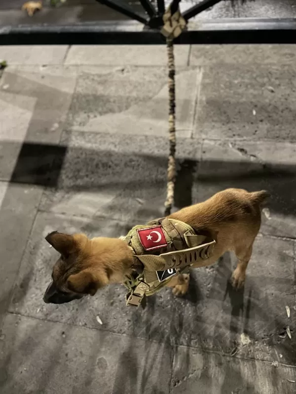 Uysal Dişi Belçika Malinois
