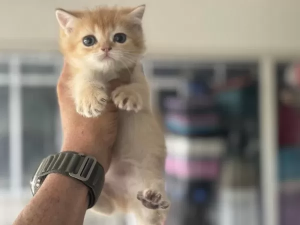 En Güzel Golden British Shorthair Yavrularımız