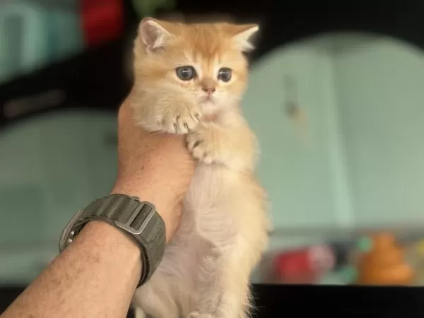 En Güzel Golden British Shorthair Yavrularımız