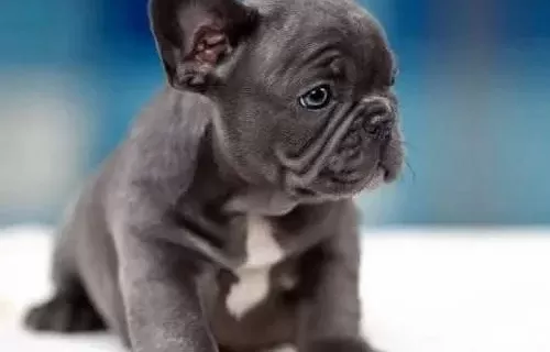 Sevi̇mli̇ Frenc Buldog Yavrularimiz Si̇zleri̇ Bekli̇yo