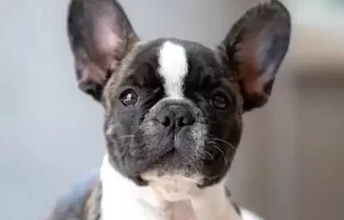 Sevi̇mli̇ Frenc Buldog Yavrularimiz Si̇zleri̇ Bekli̇yo