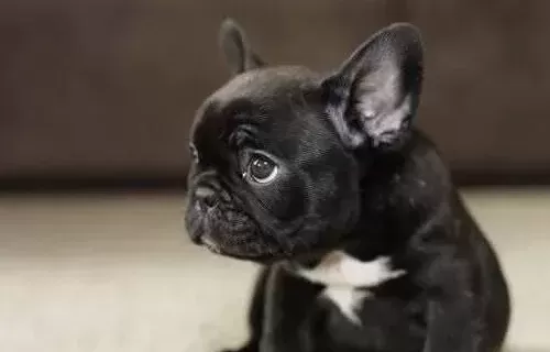 Sevi̇mli̇ Frenc Buldog Yavrularimiz Si̇zleri̇ Bekli̇yo
