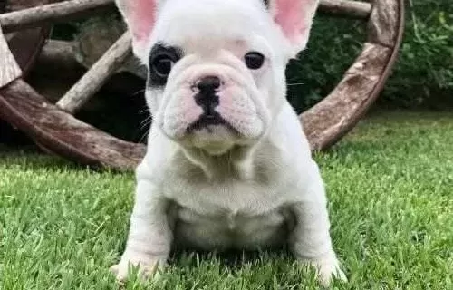 Sevi̇mli̇ Frenc Buldog Yavrularimiz Si̇zleri̇ Bekli̇yo