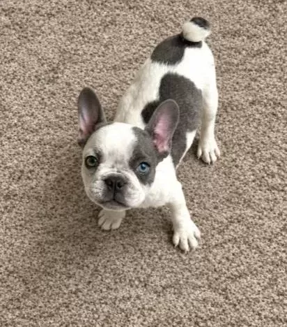 Blue Pied Yeşil Mavi Gözlü Tatlış