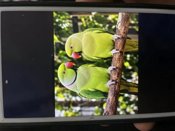 Bir Çift Yetişkin Pakistan Papağanı